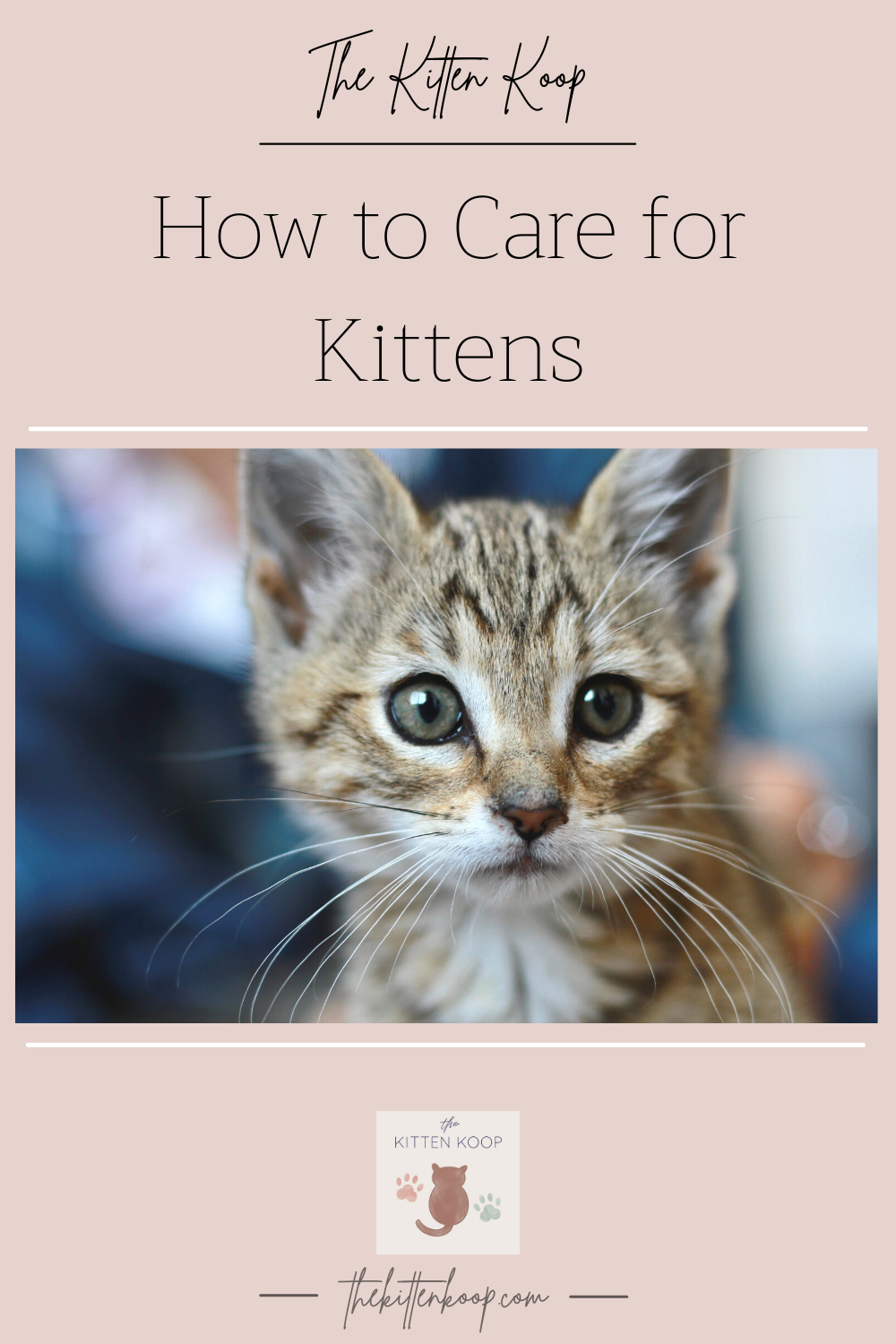 How to Care for Kittens