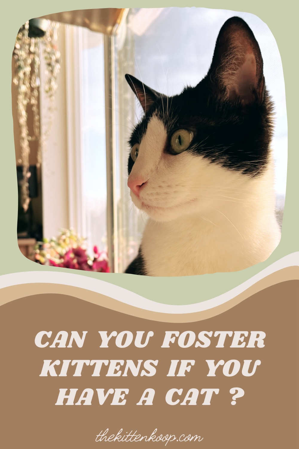 Can You Foster Kittens if You Have a Cat?