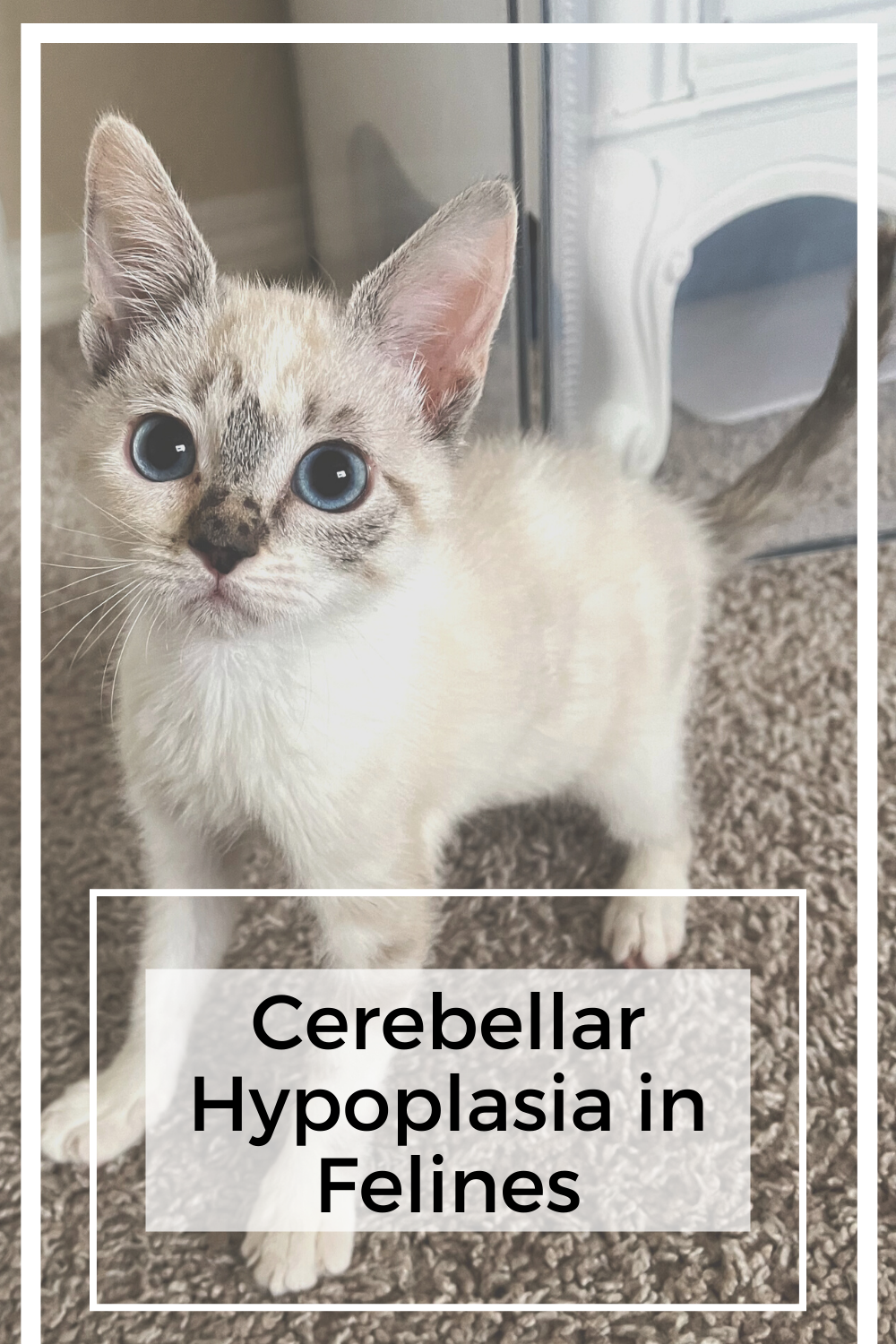 Cerebellar Hypoplasia in Felines: Symptoms, Causes, and Support
