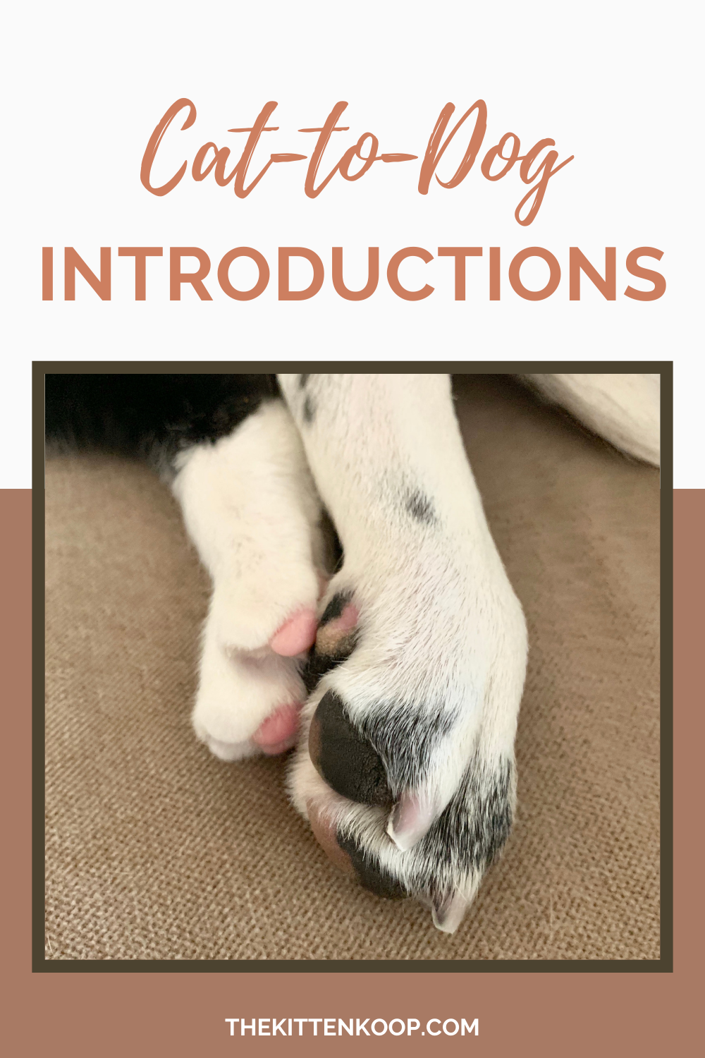 Cat-to-Dog Introductions: A Step-by-Step Guide