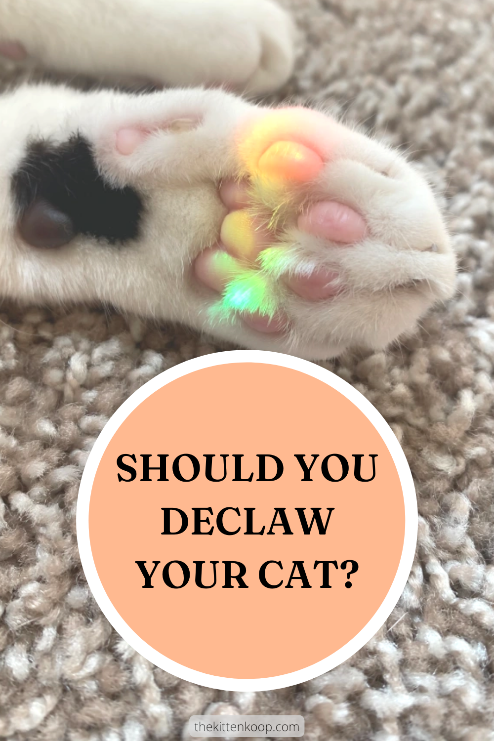 Should You Declaw Your Cat?